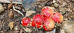 photo thumbnail #7