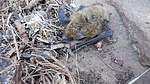 photo thumbnail #5