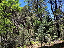 photo thumbnail #7