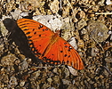 photo thumbnail #8