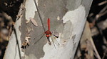 photo thumbnail #8