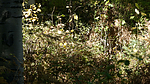 photo thumbnail #15