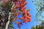 photo thumbnail #13