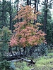 photo thumbnail #4