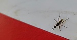 photo thumbnail #15