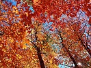 photo thumbnail #13