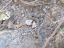 photo thumbnail #11