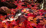 photo thumbnail #11