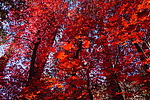 photo thumbnail #14