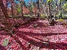 photo thumbnail #11