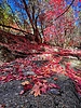 photo thumbnail #15