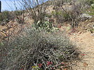 photo thumbnail #8