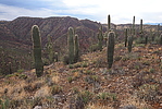 photo thumbnail #5