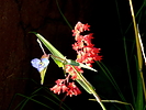 photo thumbnail #11
