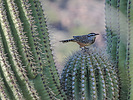 photo thumbnail #3