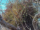 photo thumbnail #4