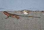 photo thumbnail #10