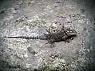 photo thumbnail #11