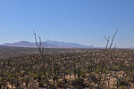 photo thumbnail #3