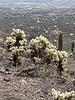 photo thumbnail #5
