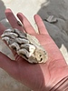 photo thumbnail #2