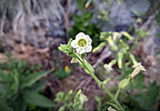 photo thumbnail #4