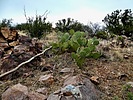 photo thumbnail #13