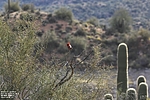 photo thumbnail #9