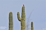 photo thumbnail #10