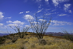 photo thumbnail #7