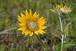photo thumbnail #12
