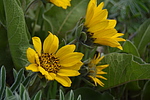 photo thumbnail #4