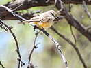 photo thumbnail #12