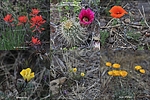 photo thumbnail #10