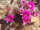 photo thumbnail #5