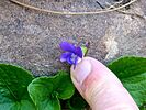 photo thumbnail #5