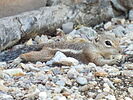 photo thumbnail #14