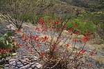 photo thumbnail #13
