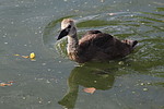 photo thumbnail #12
