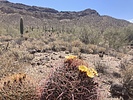 photo thumbnail #2