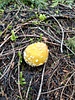 photo thumbnail #10