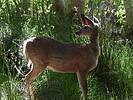 photo thumbnail #8