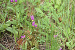 photo thumbnail #13