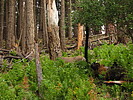 photo thumbnail #4