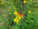 photo thumbnail #8