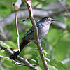 photo thumbnail #4