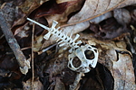 photo thumbnail #4