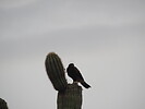 photo thumbnail #7