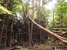 photo thumbnail #12