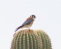 photo thumbnail #5